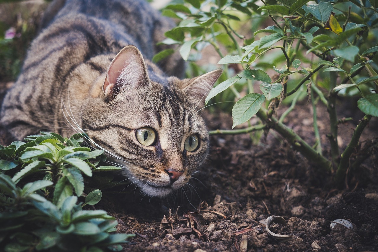 Tips for Traveling with Cats in Cars